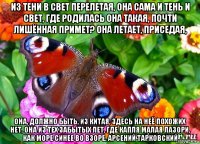 из тени в свет перелетая, она сама и тень и свет, где родилась она такая, почти лишённая примет? она летает, приседая, она, должно быть, из китая, здесь на неё похожих нет, она из тех забытых лет, где капля малая лазори, как море синее во взоре. арсений тарковский
