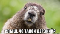  слыш, чо такой дерзкий?