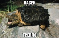 васек трепло