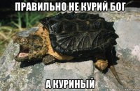 правильно не курий бог а куриный