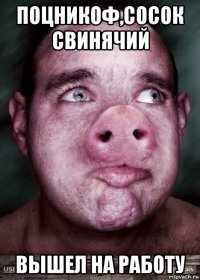 поцникоф,сосок свинячий вышел на работу