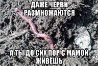 даже черви размножаются а ты до сих пор с мамой живёшь