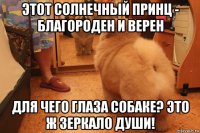этот солнечный принц - благороден и верен для чего глаза собаке? это ж зеркало души!