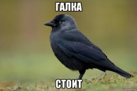 галка стоит