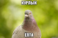 курлык ёпта