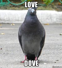 love dove