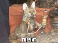  горчит