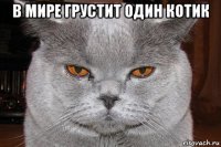 в мире грустит один котик 