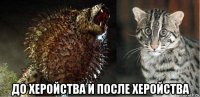  до херойства и после херойства