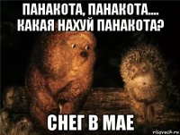 панакота, панакота.... какая нахуй панакота? снег в мае