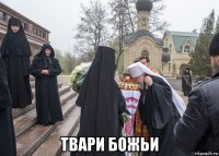  твари божьи