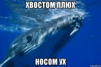 хвостом плюх носом ух