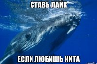 ставь лайк если любишь кита