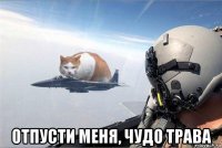  отпусти меня, чудо трава
