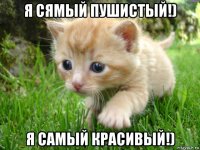 я сямый пушистый!) я самый красивый!)