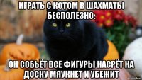 играть с котом в шахматы бесполезно: он собьёт все фигуры насрёт на доску мяукнет и убежит