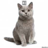 hi 