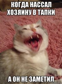 когда нассал хозяину в тапки а он не заметил
