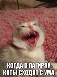  когда в пагиряй коты сходят с ума