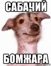 сабачий бомжара