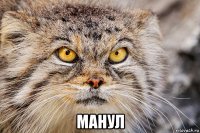  манул