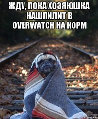 жду, пока хозяюшка нашпилит в overwatch на корм 