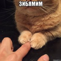 зибямим 