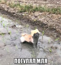  погулял мля