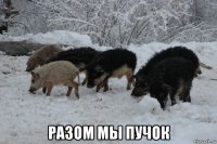  разом мы пучок