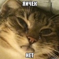 яичек нет