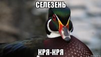 селезень кря-кря