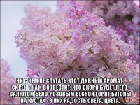  ни с чем не спутать этот дивный аромат. сирень нам возвестит, что скоро будет лето. салютом бело-розовым весной горят бутоны на кустах - в них радость света, цвета.