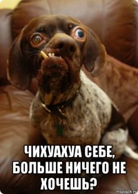  чихуахуа себе, больше ничего не хочешь?