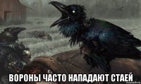  вороны часто нападают стаей