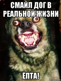 смайл дог в реальной жизни ёпта!