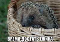  время достать ёжика