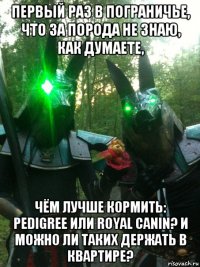 первый раз в пограничье, что за порода не знаю, как думаете, чём лучше кормить: pedigree или royal canin? и можно ли таких держать в квартире?