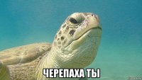  черепаха ты