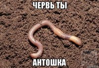 червь ты антошка