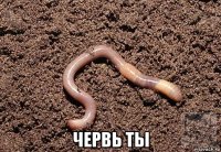  червь ты