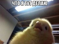 что я тут делаю 