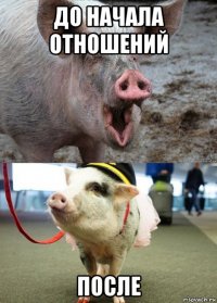 до начала отношений после
