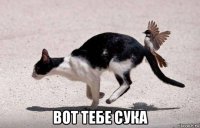  вот тебе сука
