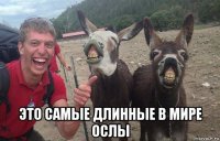  это самые длинные в мире ослы