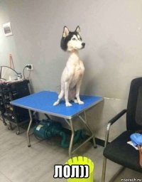  лол))
