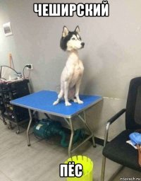 чеширский пёс