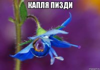 капля пизди 