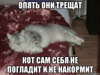 опять они трещат кот сам себя не погладит и не накормит