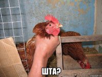  шта?