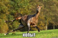  копыт